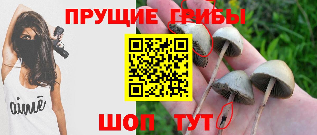 Псилоцибиновые грибы Psilocybine cubensis Малгобек